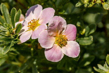 Bush Cinquefoil (Potentilla fruticosa) in garden