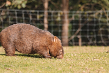 Common Wombat, Kangaroo Valley NSW, Australia.