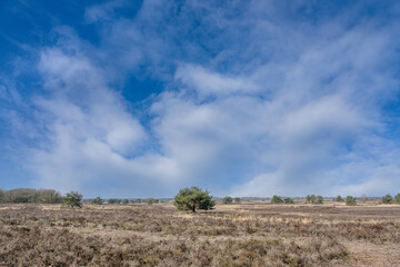 Asselsche heide, Veluwe, Gelderland Province, The Netherlands