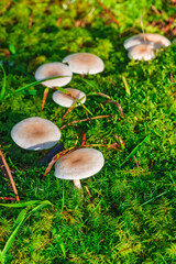 Mushrooms growing in green moss