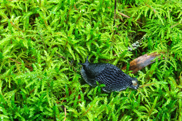 Obraz premium Beautiful Black slug crawling on on green moss