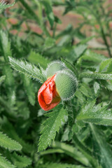 Pseudo-oriental Poppy (Papaver pseudo-orientale) in garden