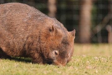 Common Wombat, Kangaroo Valley NSW, Australia.