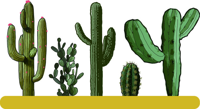 Use of cactus drawings