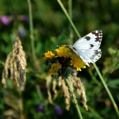 Butterfly on the yellow flowers of the steppe grass.
