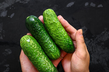 Fresh cucumber on a dark background. Three cucumbers in the hands of a woman. Vegetarian and raw food diet.