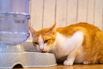 Naklejka na ściany i meble Cute domestic mixed-breed cat eating tasty dried cat food in cat bowl with happiness. Healthy adorable feline pet with owner at home.