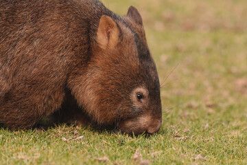 Common Wombat, Kangaroo Valley NSW, Australia.