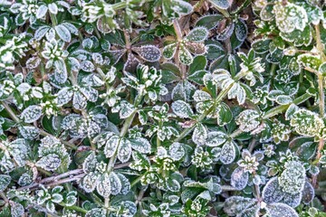 Fototapeta premium Selective focus. First frost on a frozen field plants, late autumn close-up. Beautiful abstract frozen microcosmos pattern. Freezing weather frost action in nature. Floral backdrop.