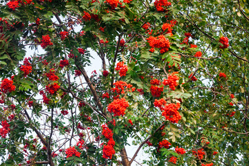 rowan in bloom 