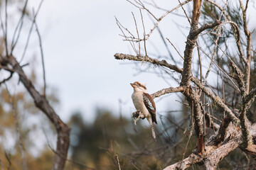 Laughing Kookaburra sitting in a tree.