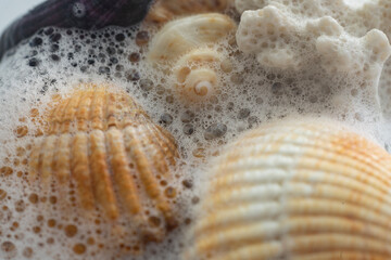 sea shells with foam , waves on a beach concept, macro shot