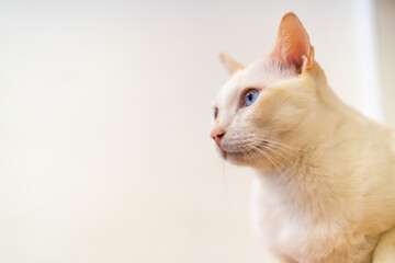 Cute white cat comfortable lying on cat tree and looking around the room in summer afternoon with happiness. Healthy adorable domestic feline pet cat relax and enjoy living with owner at home.