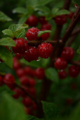 cherry on a bush with dew drops