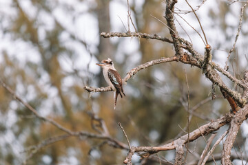 Laughing Kookaburra sitting in a tree.
