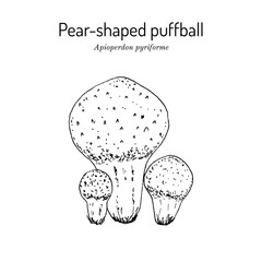 Pear-shaped or stump puffball Apioperdon pyriforme , edible mushroom