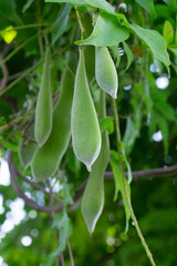Green pods with wisteria seeds on a tree