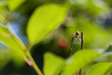 A small dragonfly looking for a prey on top of a twig