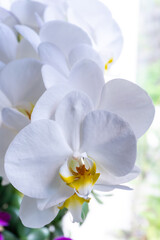 White orchid flowers with yellow-orange center close-up
