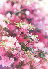 Nature background with spring flowers. Selective and soft focus. 