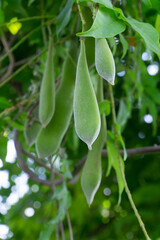 Green pods with wisteria seeds on a tree