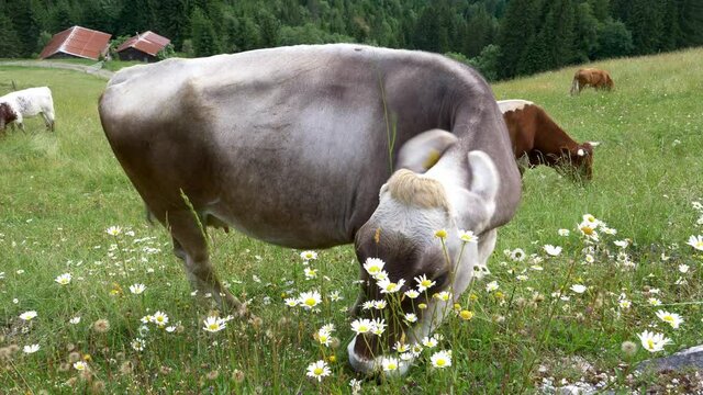Tyrolean Grey Cattle Grazing on a Seasonal Mountain Pasture in the Alps of the Pongau Region of Austria