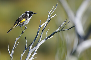 New Holland Honeyeater