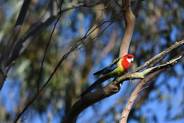 Eastern Rosella