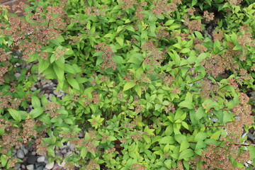 green grass background