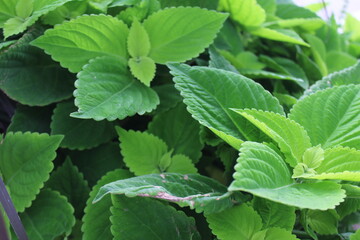 mint leaves in the garden