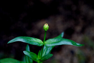 closeup of Zinnia flower in bud isolated on black background