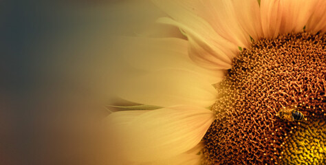 Naturalne tło. Piękny szczegół żółtego kwiatu słonecznika z zbierającą pyłek pszczołą.  - obrazy, fototapety, plakaty
