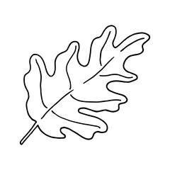 School oak leaf doodle. Hand drawn illustration.