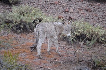 Wild burro roaming the Lake Pleasant Recreation Area in the Sonoran Desert, Maricopa County, Arizona.