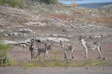 Wild burros roaming the Lake Pleasant Recreation Area in the Sonoran Desert, Maricopa County,...