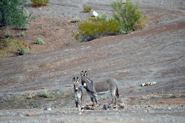 Wild burros roaming the Lake Pleasant Recreation Area in the Sonoran Desert, Maricopa County, Arizona.