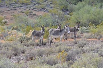 Naklejka na ściany i meble Wild burros roaming the Lake Pleasant Recreation Area in the Sonoran Desert, Maricopa County, Arizona.