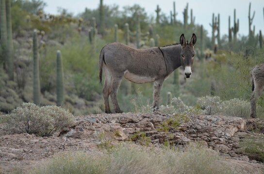 Wild burro roaming the Lake Pleasant Recreation Area in the Sonoran Desert, Maricopa County, Arizona.