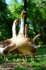 GROUP OF GEESE GRAZING IN A GRASS FIELD