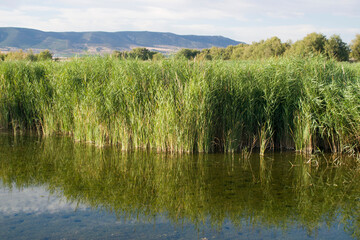 Paisaje de laguna con reflejos en verano.	