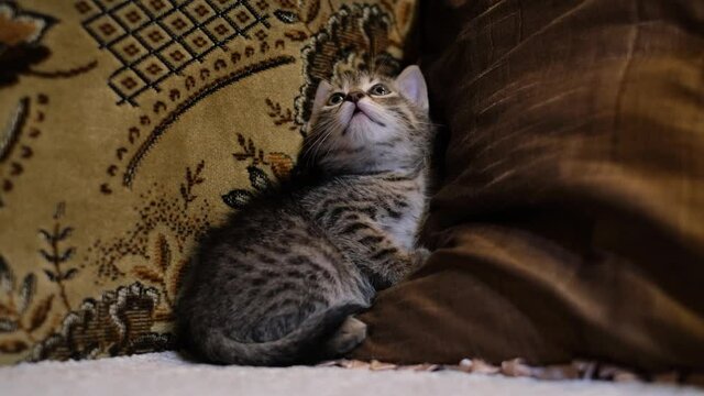 Striped little baby cat looking up curious and frightened with her large blue eyes. Cute gray tabby kitten laying scared between pillows on the couch in the living room and missing her mother. 4k