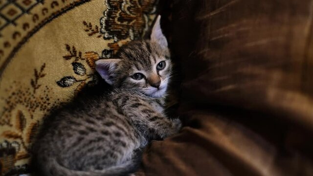 Sleepy tabby kitten laying comfortable between pillows on the couch. Striped little cat looking cute with her large blue eyes before falling asleep in the living room. Adorable tired animal portrait.