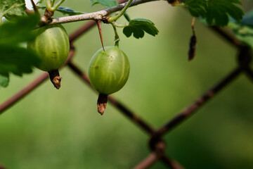 some ripening gooseberries on the branch