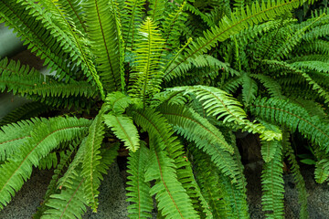 Fototapeta na wymiar tropical plants in the greenhouse