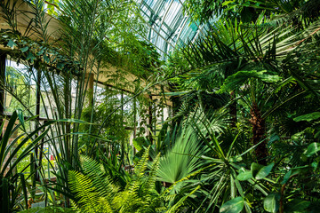 tropical plants in the greenhouse - obrazy, fototapety, plakaty