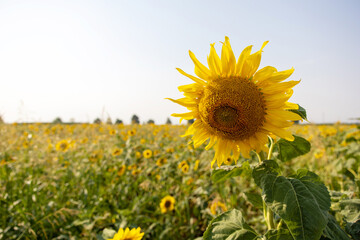 Sunflower field in July in sunny day