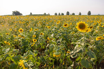 Obraz premium Sunflower field in July in sunny day
