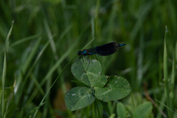 Libellule bleue du Doubs 1