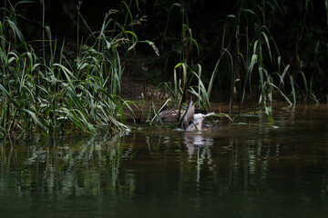 Le couple de canard colvert 6 (Anas platyrhynchos)