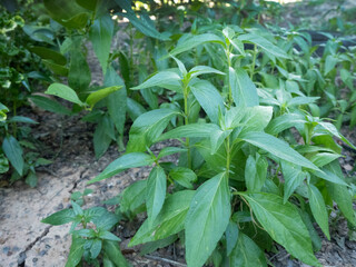 Andrographis paniculata Burm, Wall. Andrographis paniculata, Thai herb, green leaves, help treat people infected with the 2019 novel coronavirus.